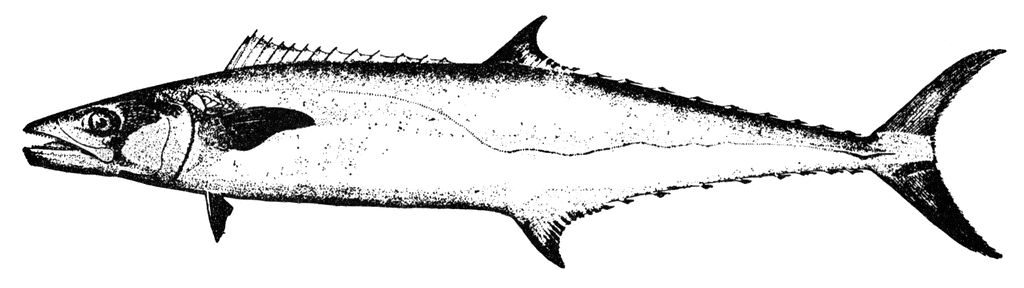 Kingfish | ClipArt ETC