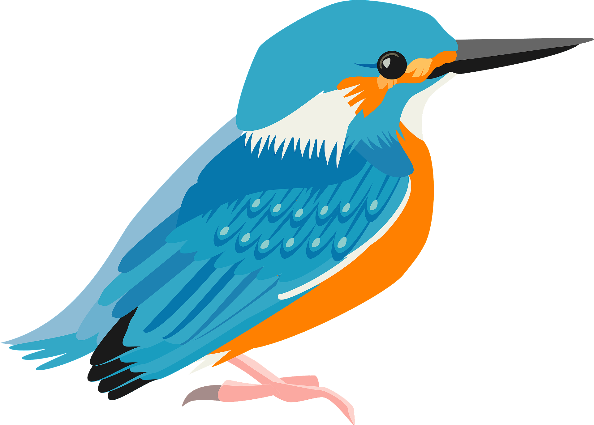 Common kingfisher bird - Free vector clipart images on clipart library.com
