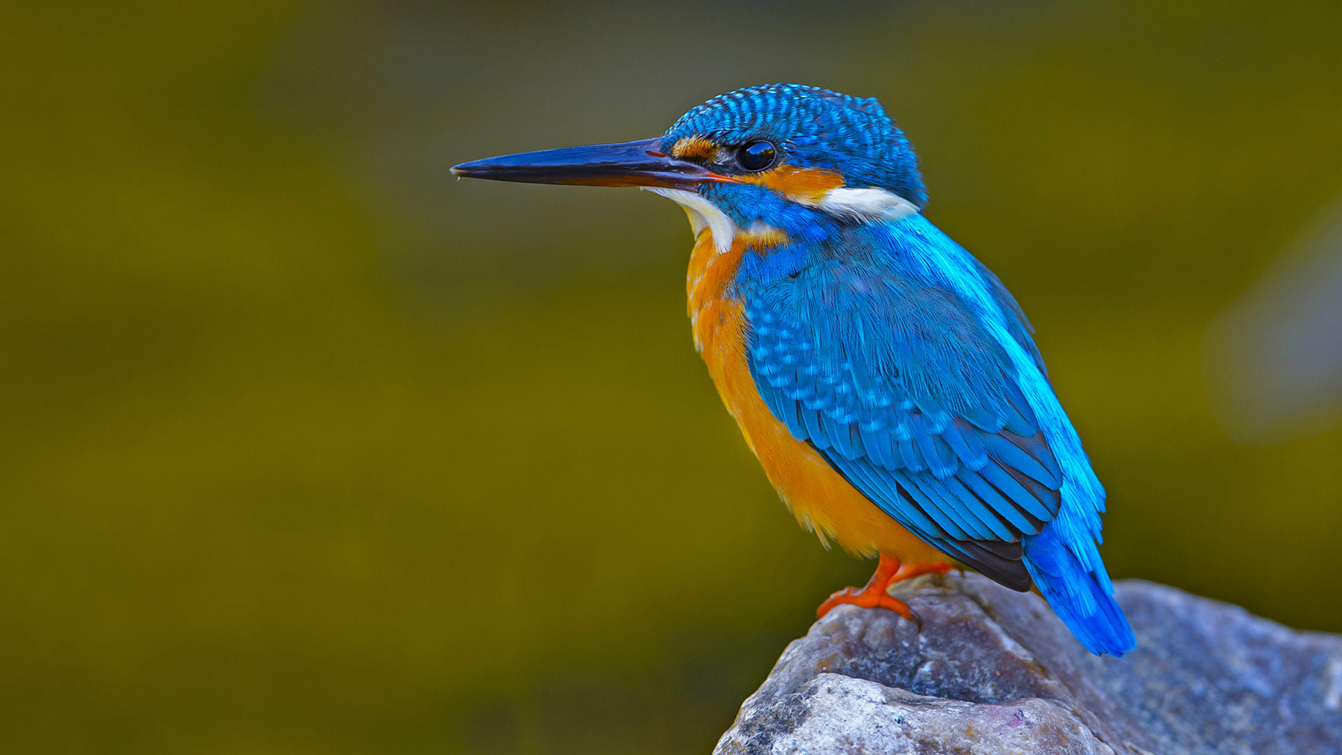 Common Kingfisher: The Bolt of Blue | Roundglass | Sustain