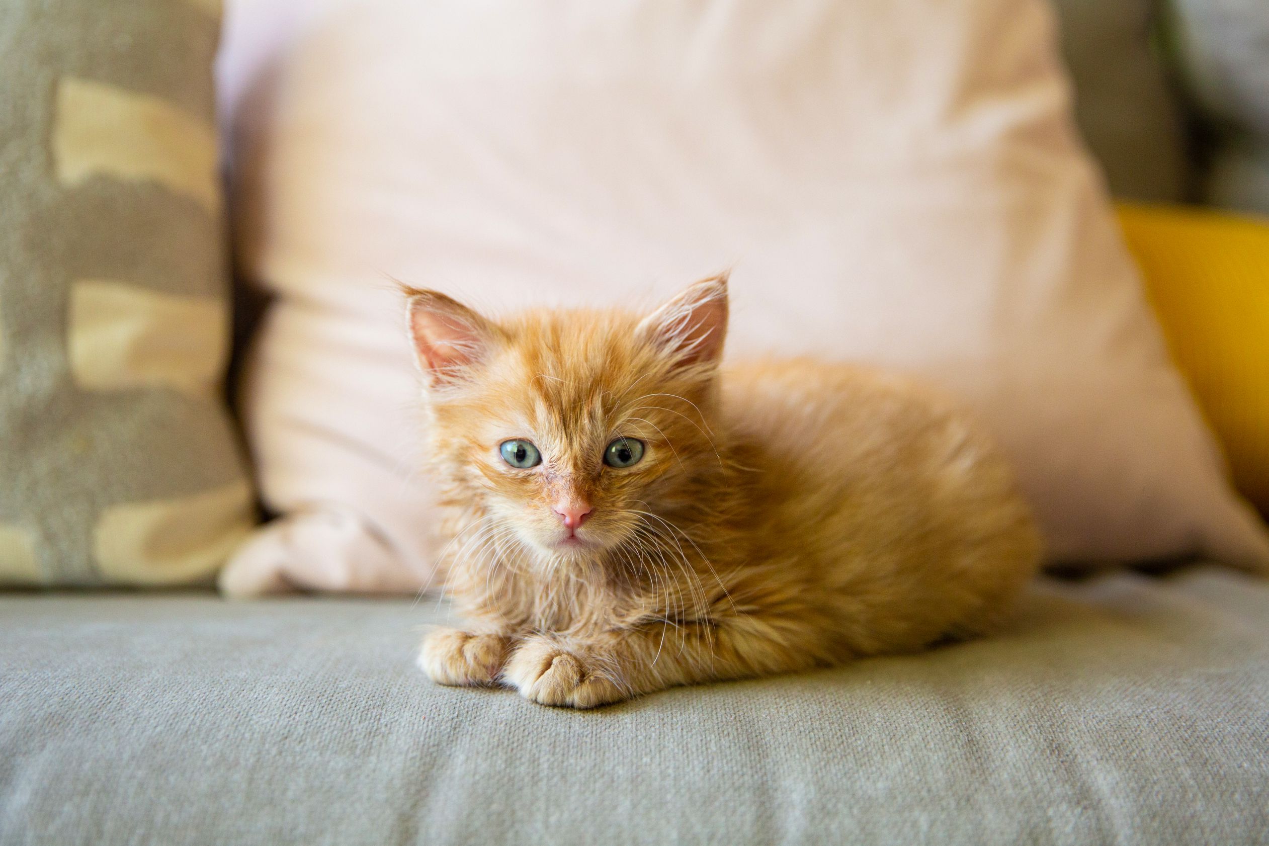 3 week kitten shop care