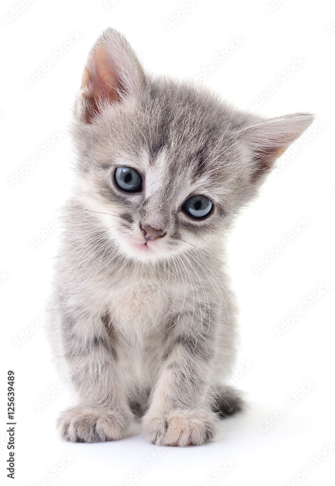 Poster, Wandbilder Small gray kitten., 26.7x40 cm