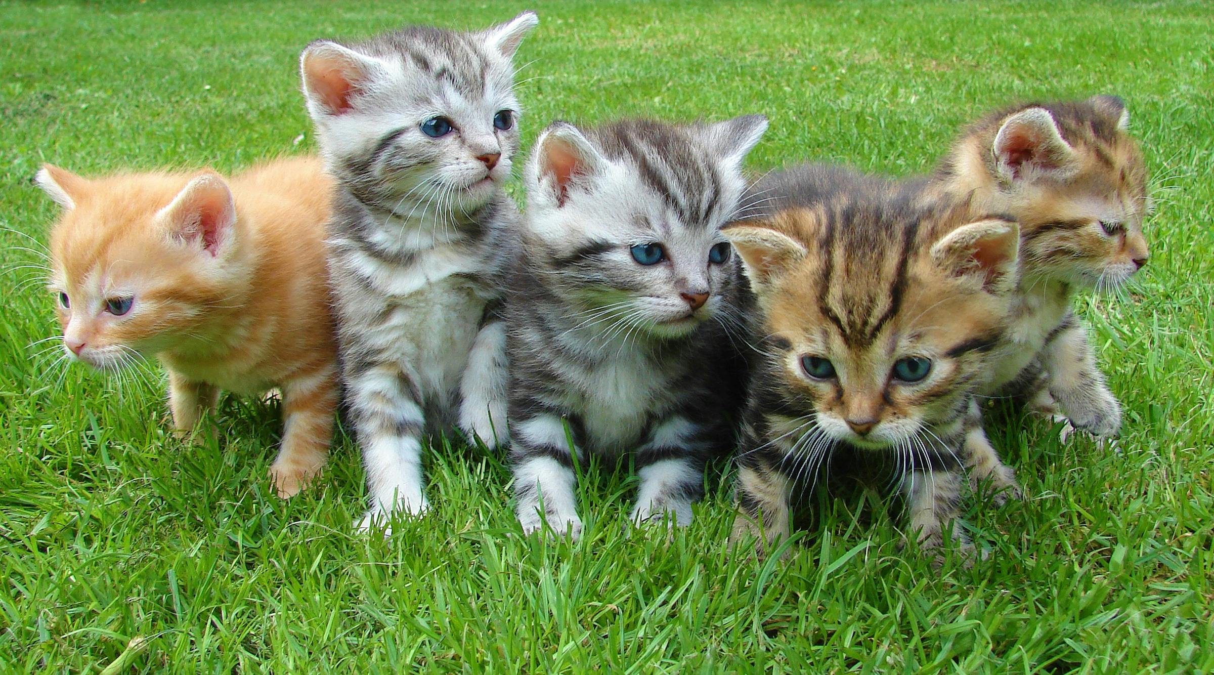 Kittens Photos, Download The BEST Free Kittens Stock Photos &amp; HD ...