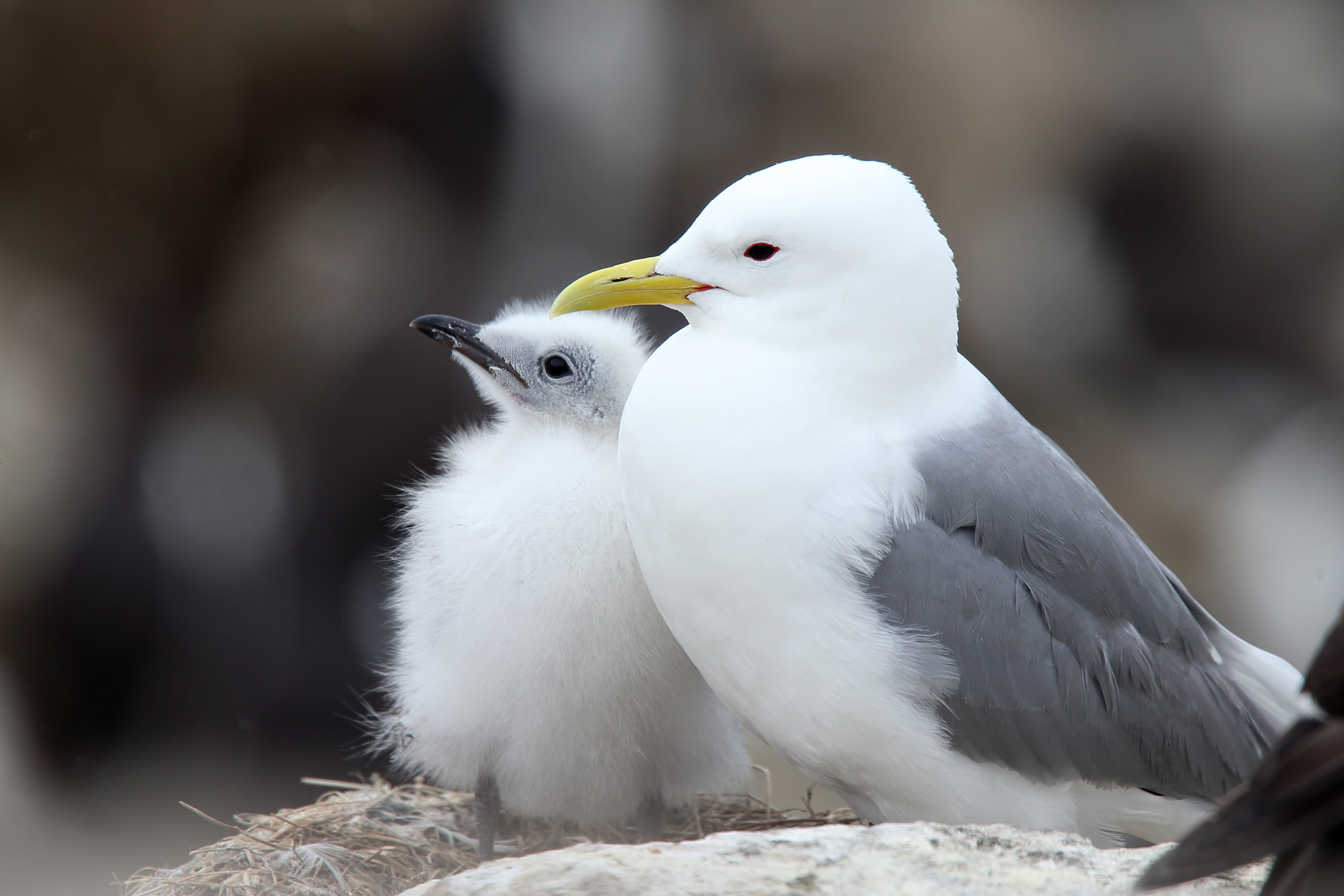 kittiwakes