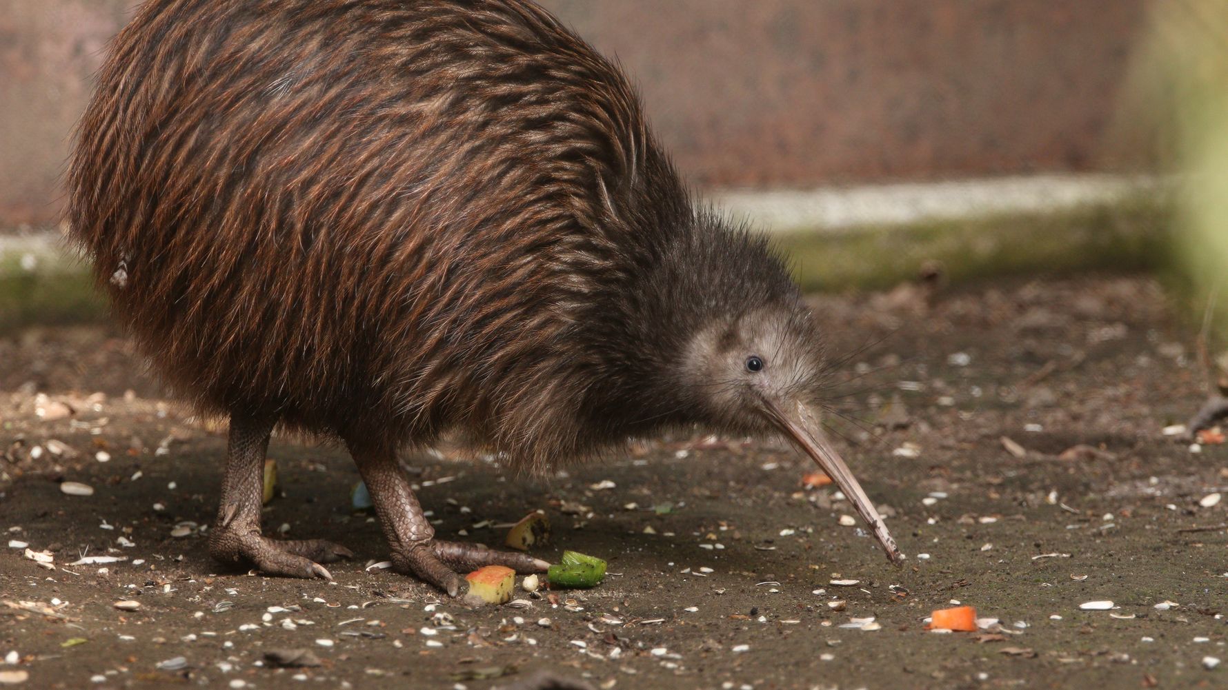 kiwis