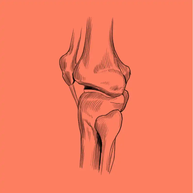 knees cliparts 2024