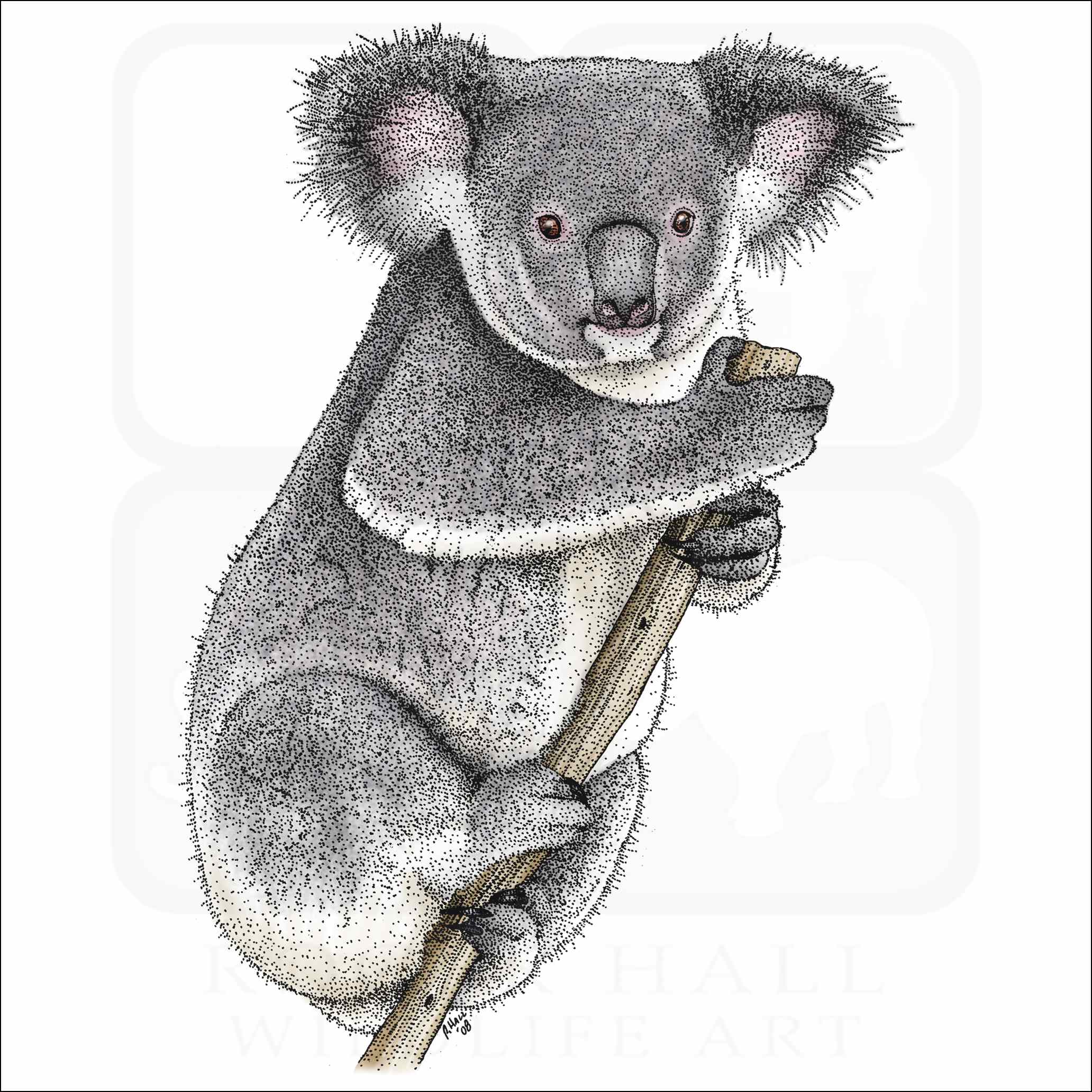 Koala - Signed Fine Art Print