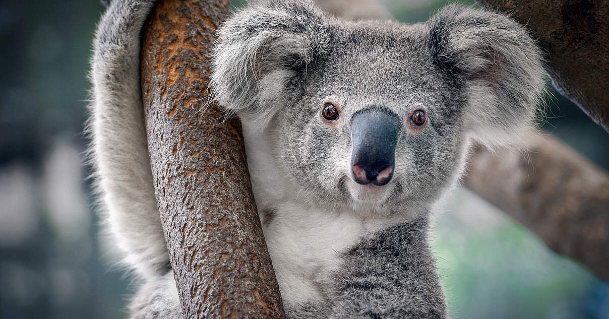 Koalas in Not: Mit dem WWF die Koalas vor dem Aussterbe
