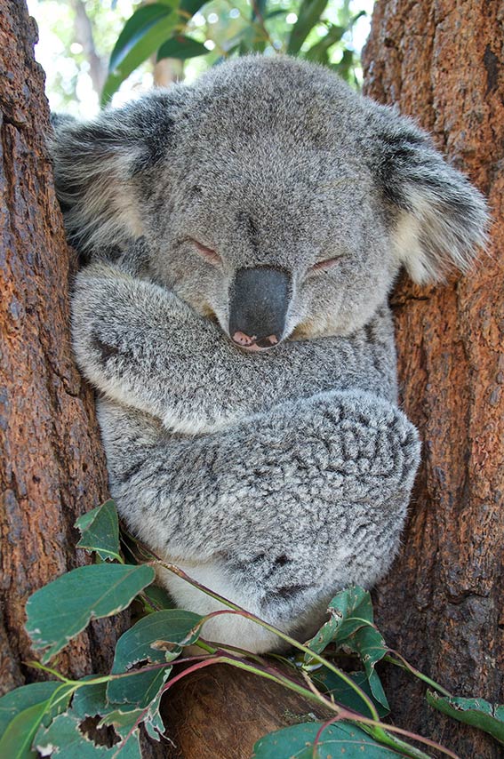 Physical Characteristics of the Koala - Australian Koala Foundation