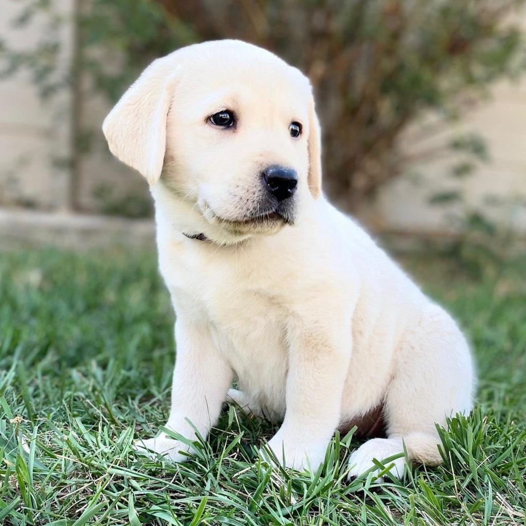 Labrador Puppies - worth the wait - Kindred Pup