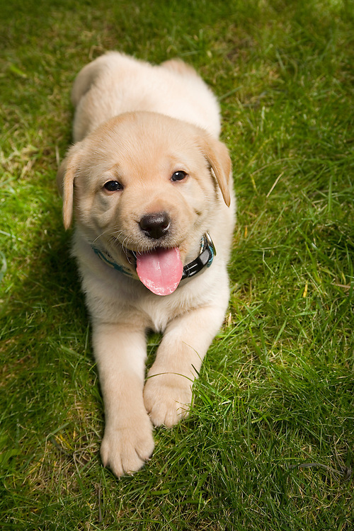 Lab Puppy Yellow-Golden | Kirk Anderson