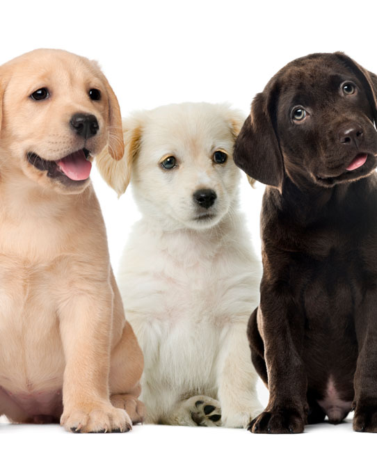 Labrador Retriever Puppy | Noble Paw Puppies