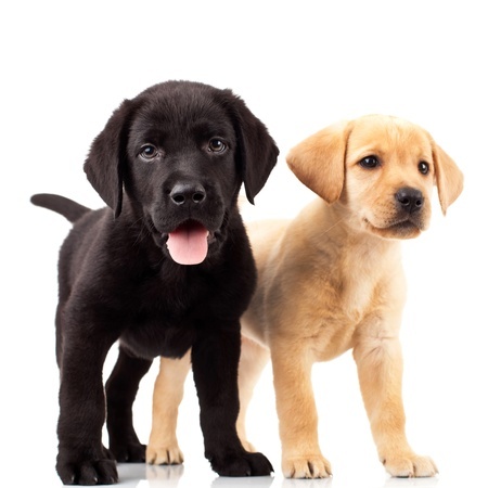 labs