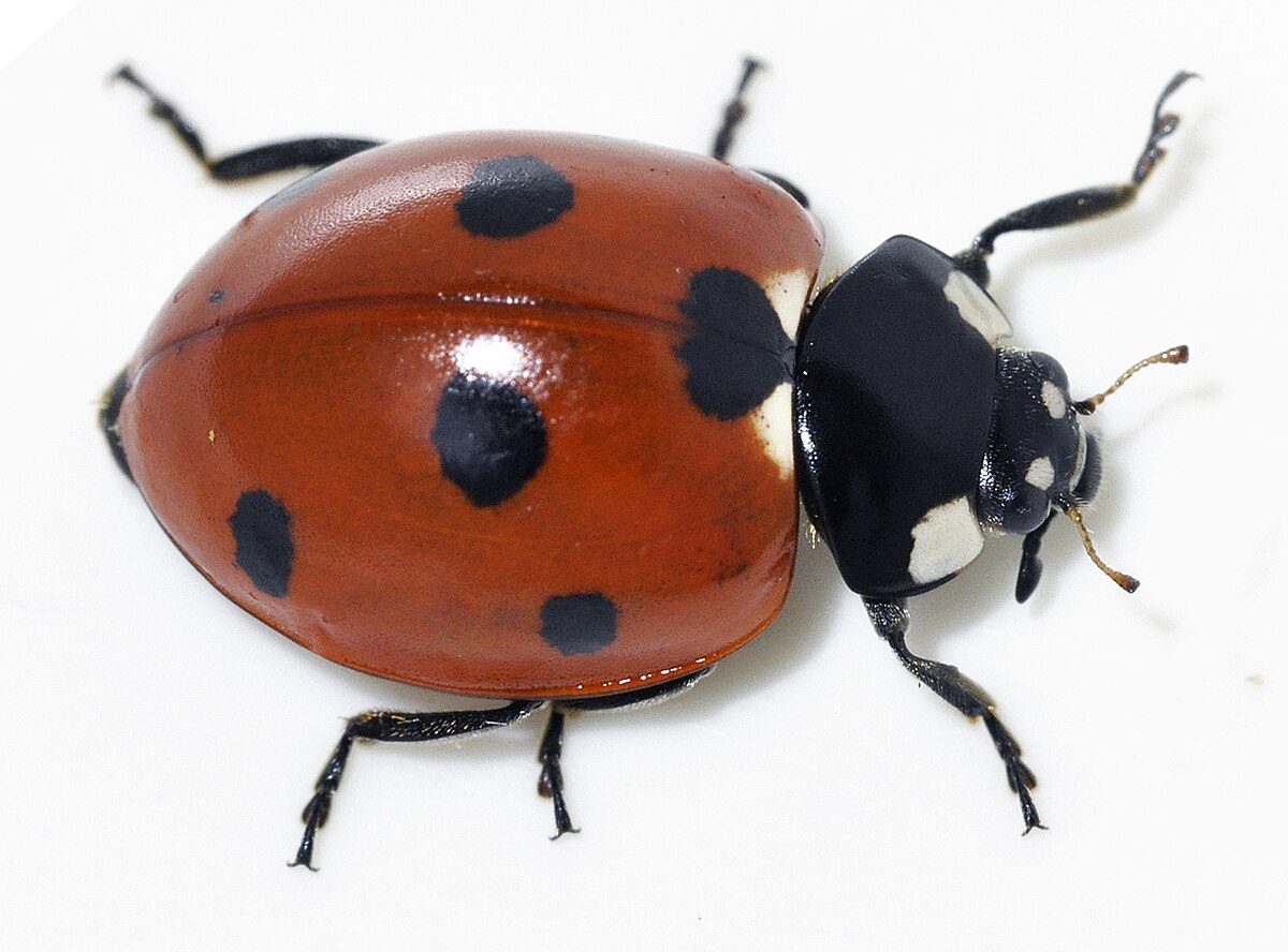 lady bug