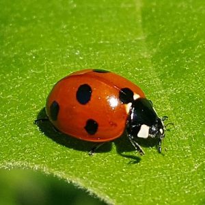 Ladybirds - PEST UK