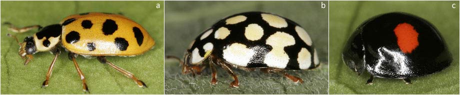The ladybirds (Coccinellidae) of Germany - kerbtier.de