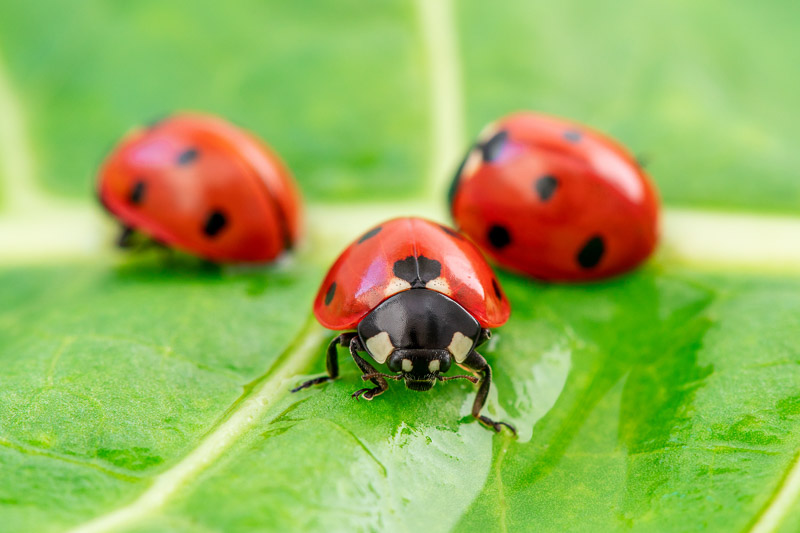 Ladybug: Tiny Heroes in Your Gardens Pest Control