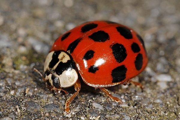 Ladybugs| A Guide To Ladybug Identification &amp; Prevention