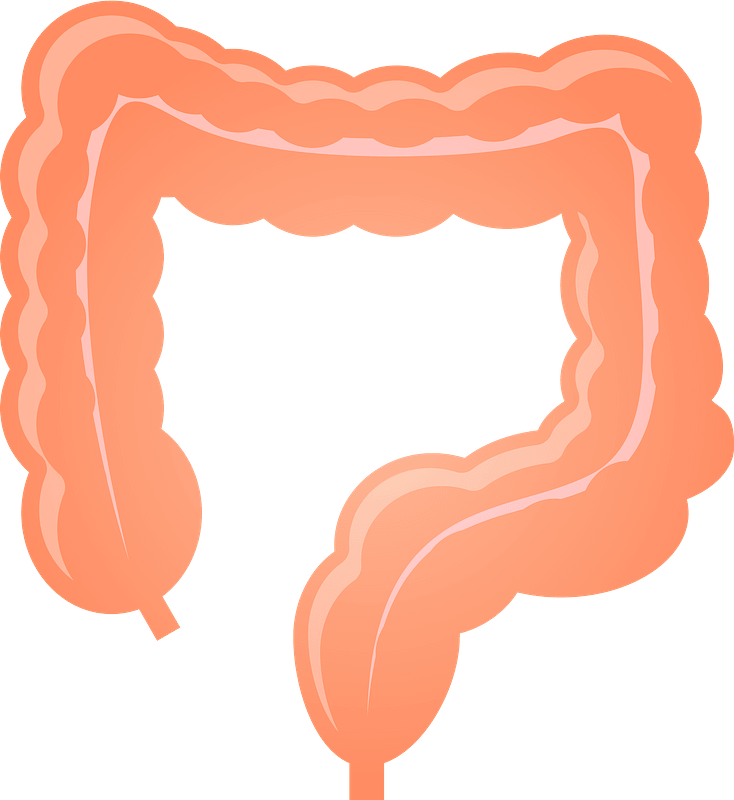 large intestine cliparts