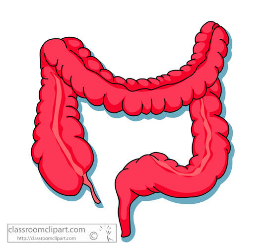 large intestine cliparts