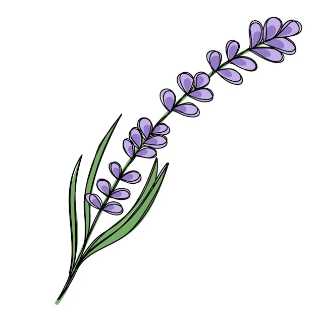 Lavender Clipart Images - Free Download on clipart library