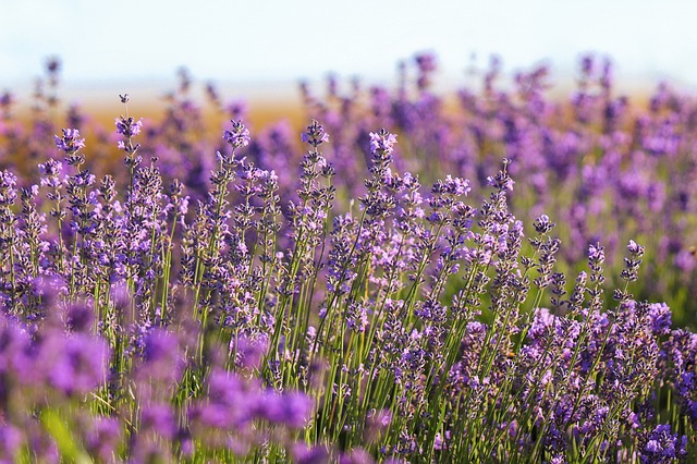 Lavender Images: 5,000+ Free High-Quality Lavender Flower Pictures ...