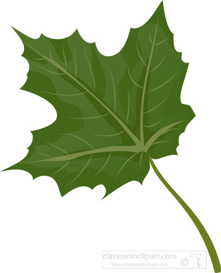 Plants Clipart - single-green-maple-tree-leaf-clipart - Classroom ...