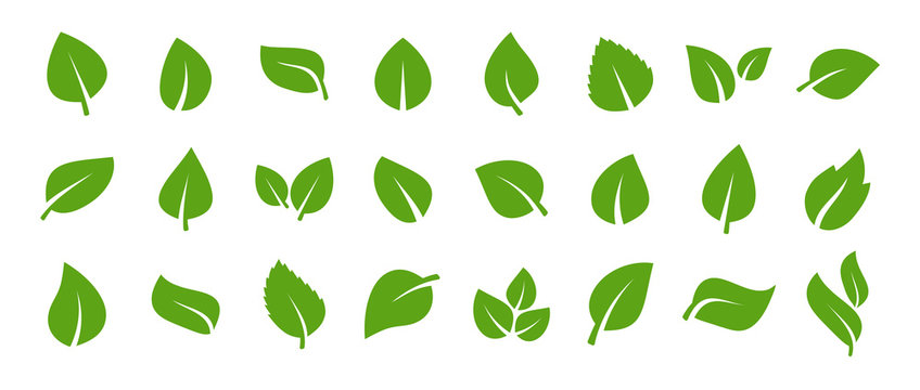 Leaf-Bilder: Stock-Fotos &amp; -Videos. | Adobe Stock