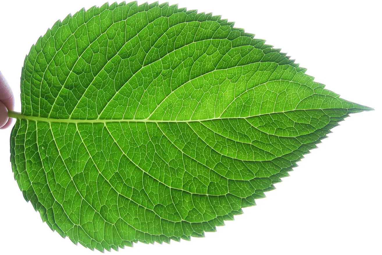 leaf