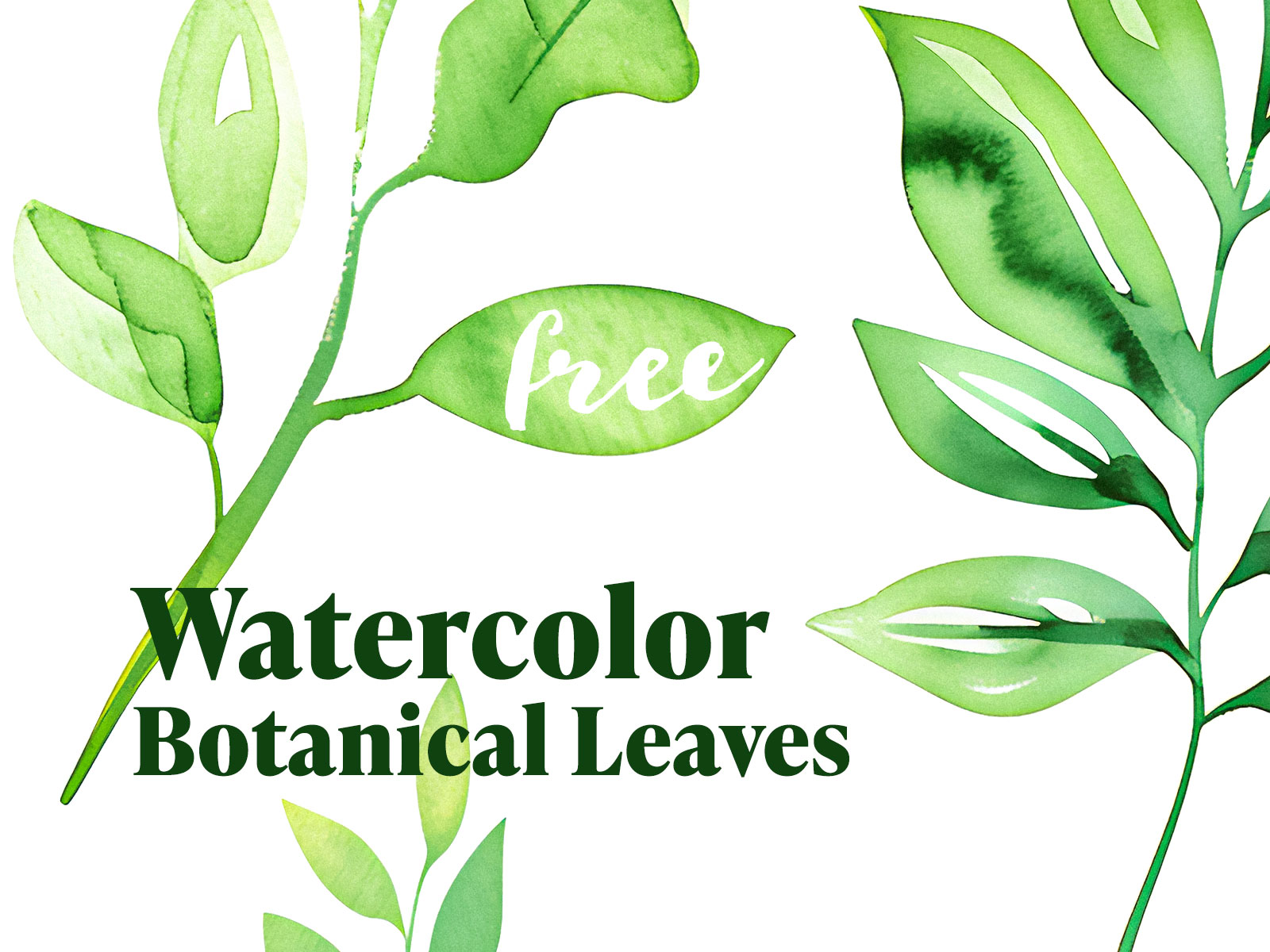 leafes clipart 2024