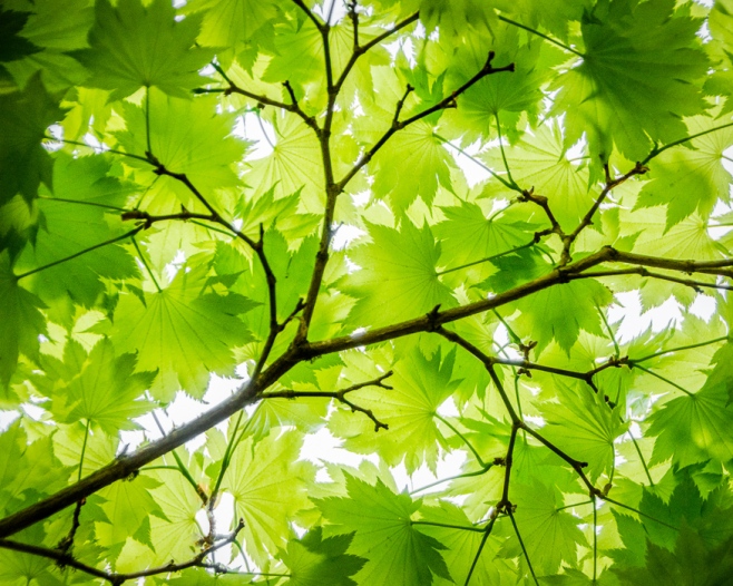 leafy branch | An Inspired Lens