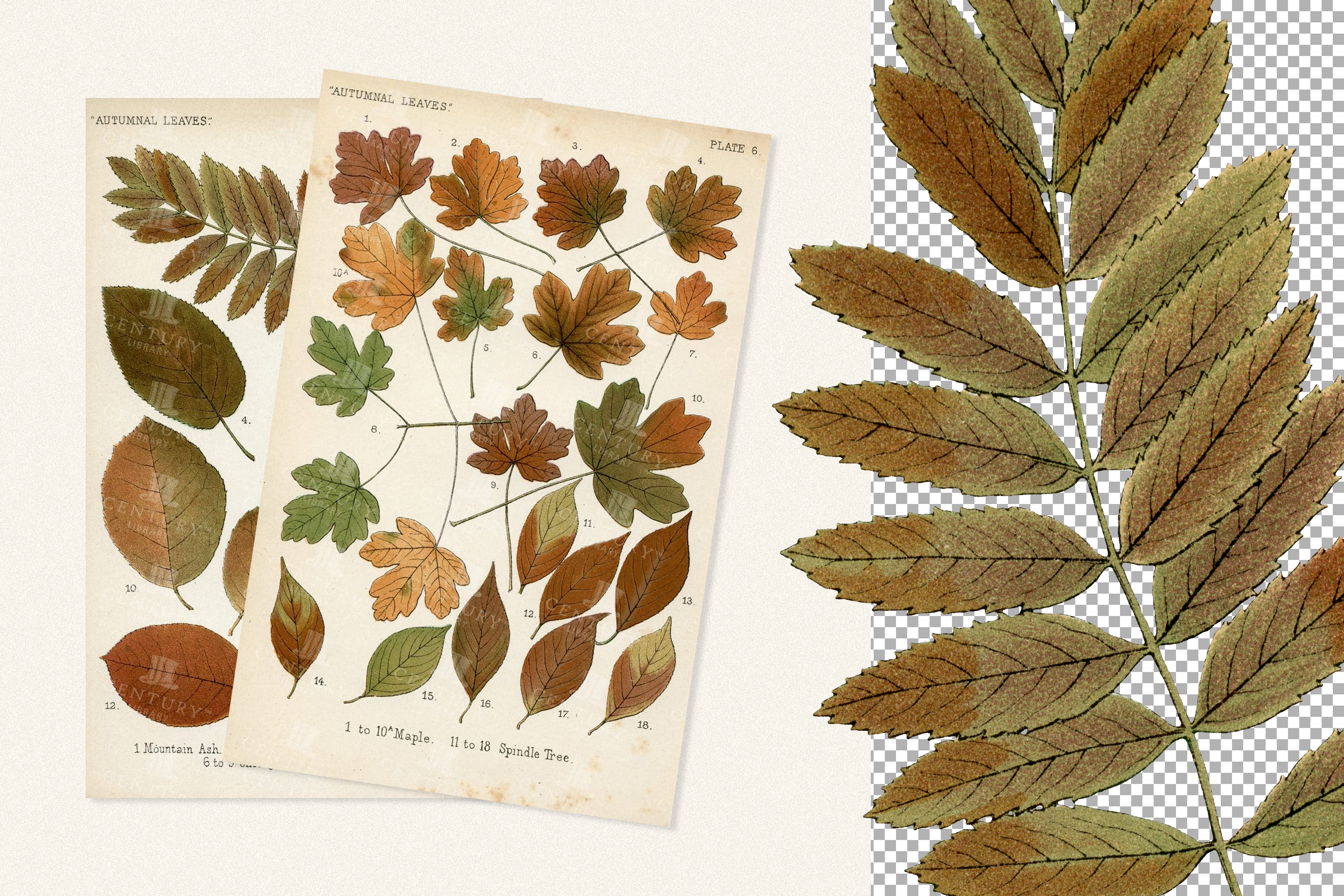 Vintage Autumn Leaf Clipart – 59 High-Resolution PNG Illustrations ...