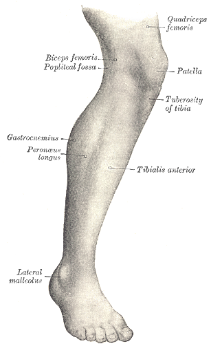 legs