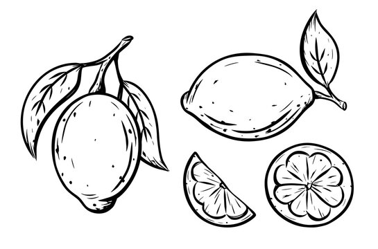 lemon outline cliparts 2024