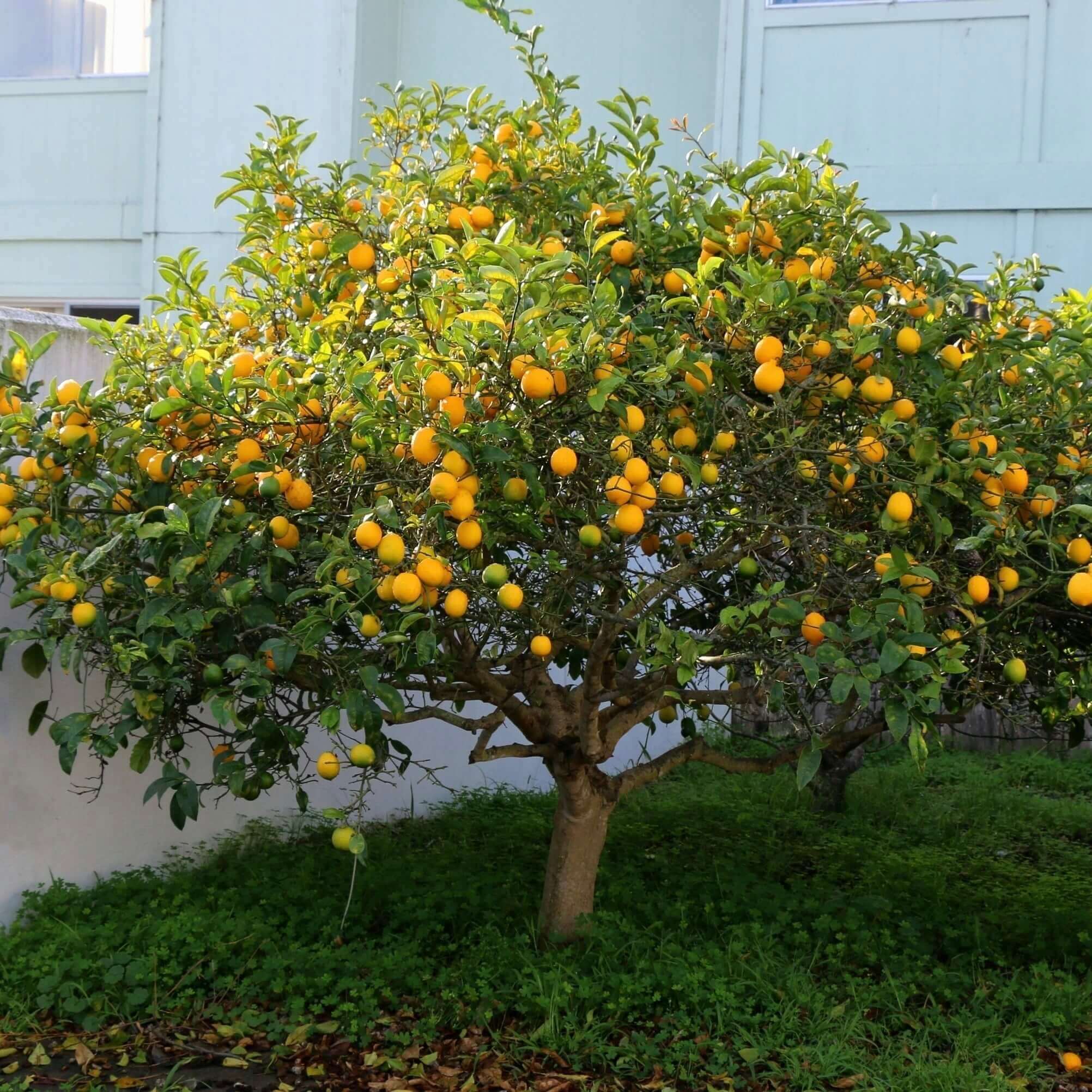 Free Lemon Tree Download Free Lemon Tree Png Images Free ClipArts On 