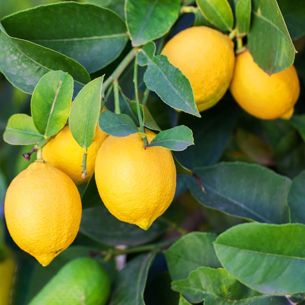 Lemon Tree Seeds Hardy Lemon Tree Limes Orange Tree Lemontree ...