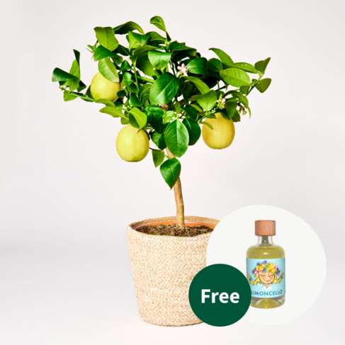 Lemon tree with Limoncello