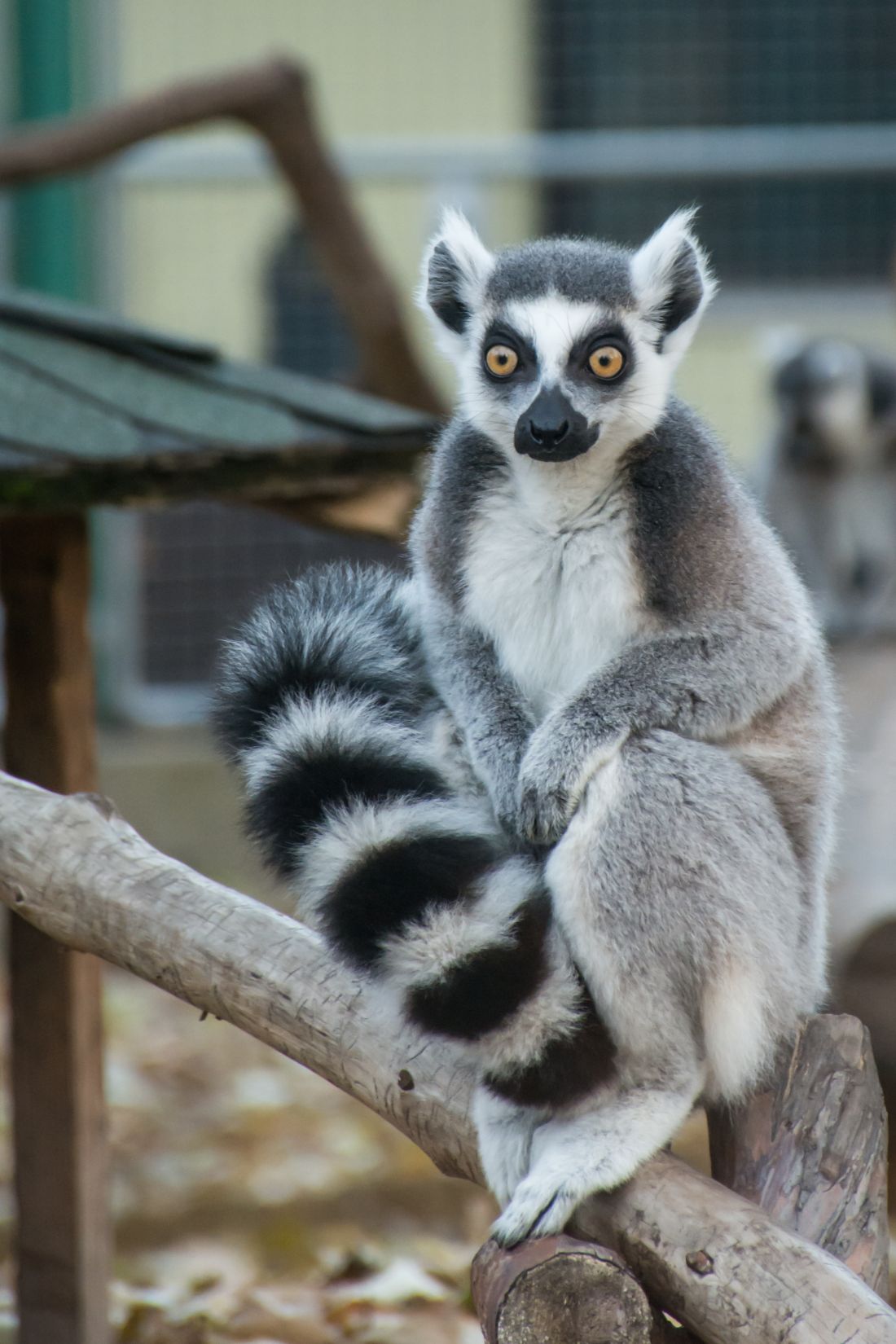 Ring-tailed lemur - Tierpark Görlitz