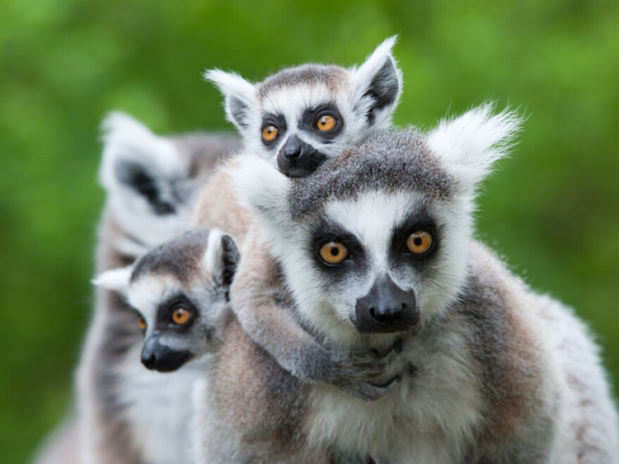 What You Need To Know About That Cute Lemur Video | Boise State ...