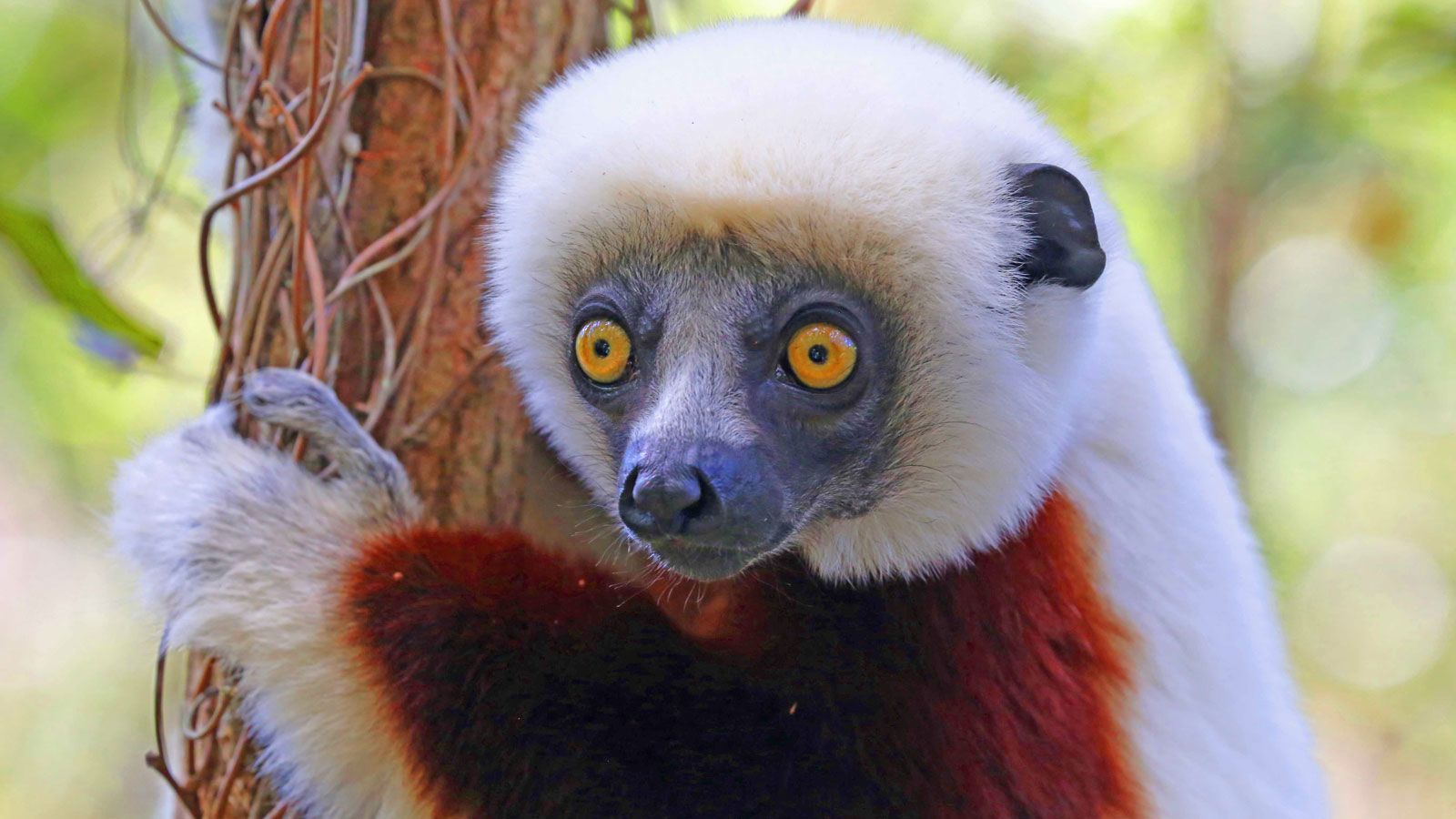Lemurs of Madagascar | CNN