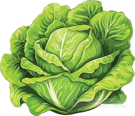 Vegetable Clipart-freshly picked green lettuce clip art