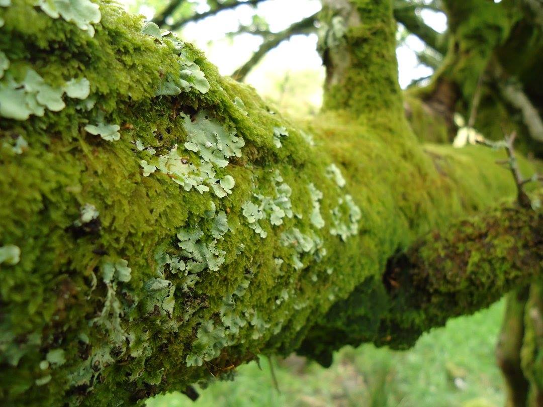 Moss and Lichen: Wait, whats the difference? - Canadian Museum of ...