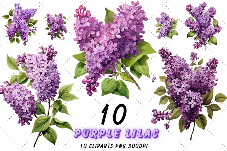 lilac cliparts