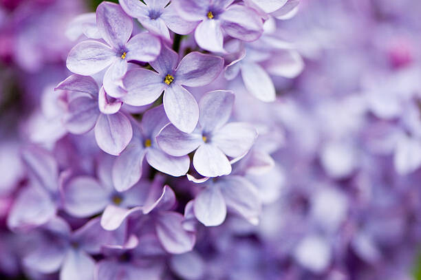 Lilac flowers, OGphoto | Poster, Kunstdrucke, Fototapeten | Europosters