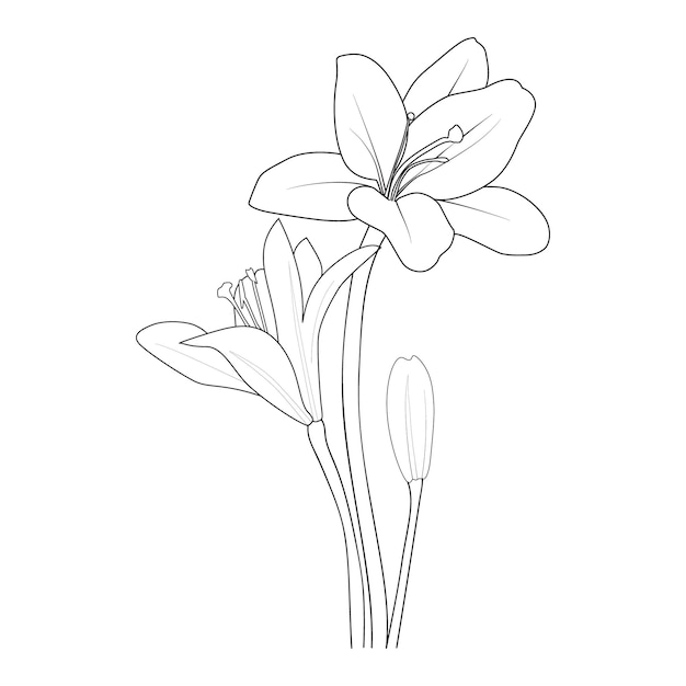 lily flower coloring pages