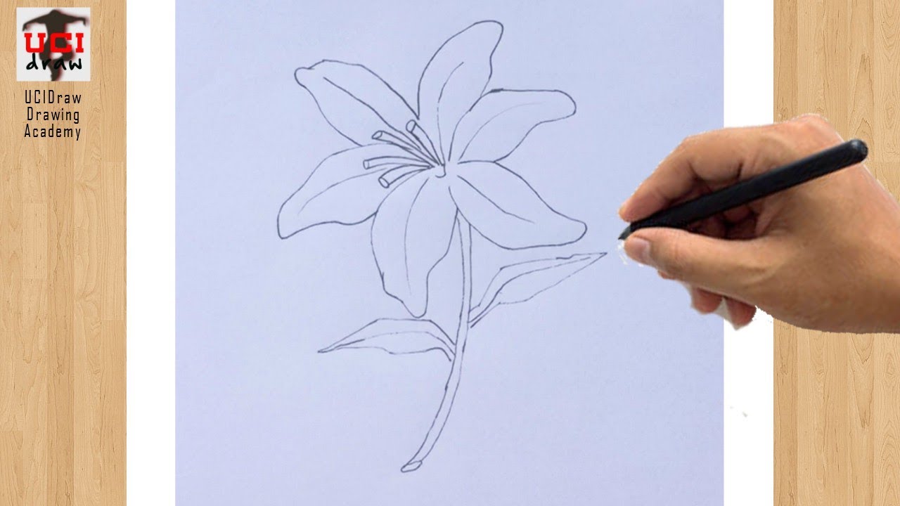 lily flower outline