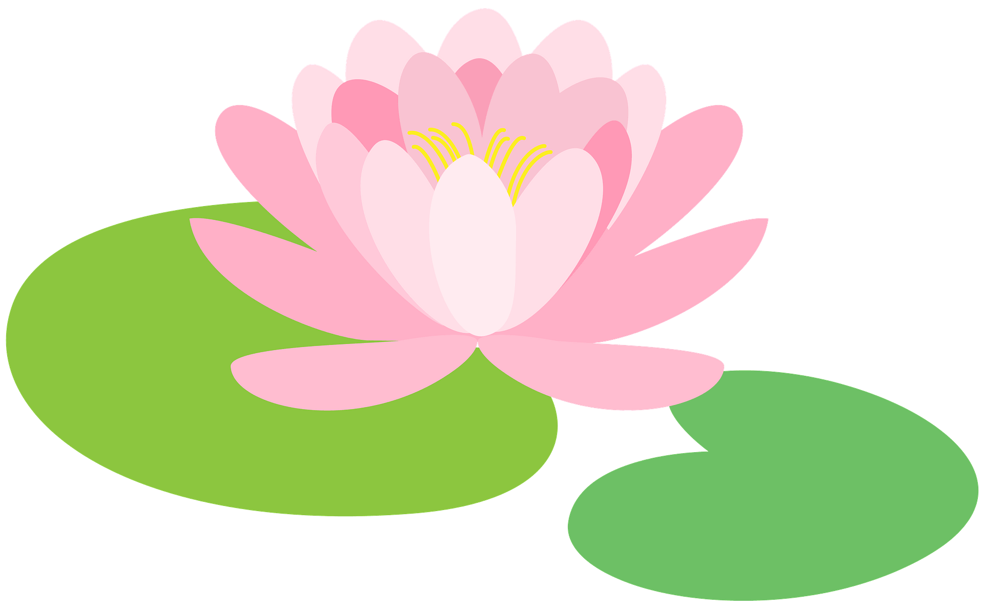 lily pad clipart