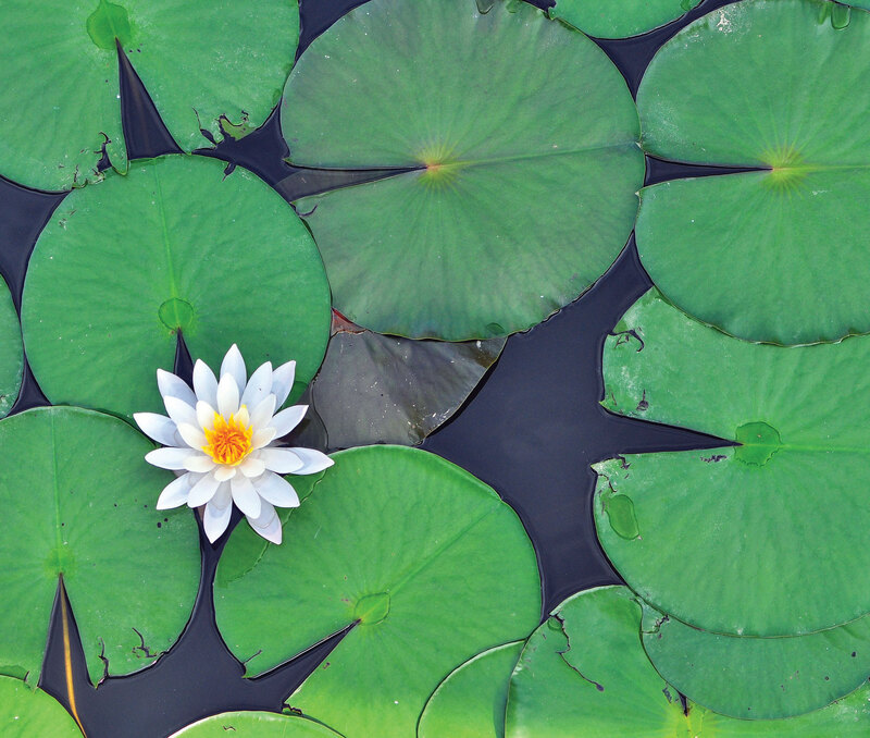Movements: Lily Pad Count