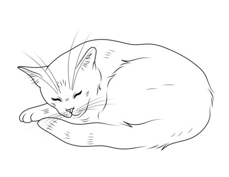 Cat Line Drawing-Bilder: Stock-Fotos &amp; -Videos. | Adobe Stock