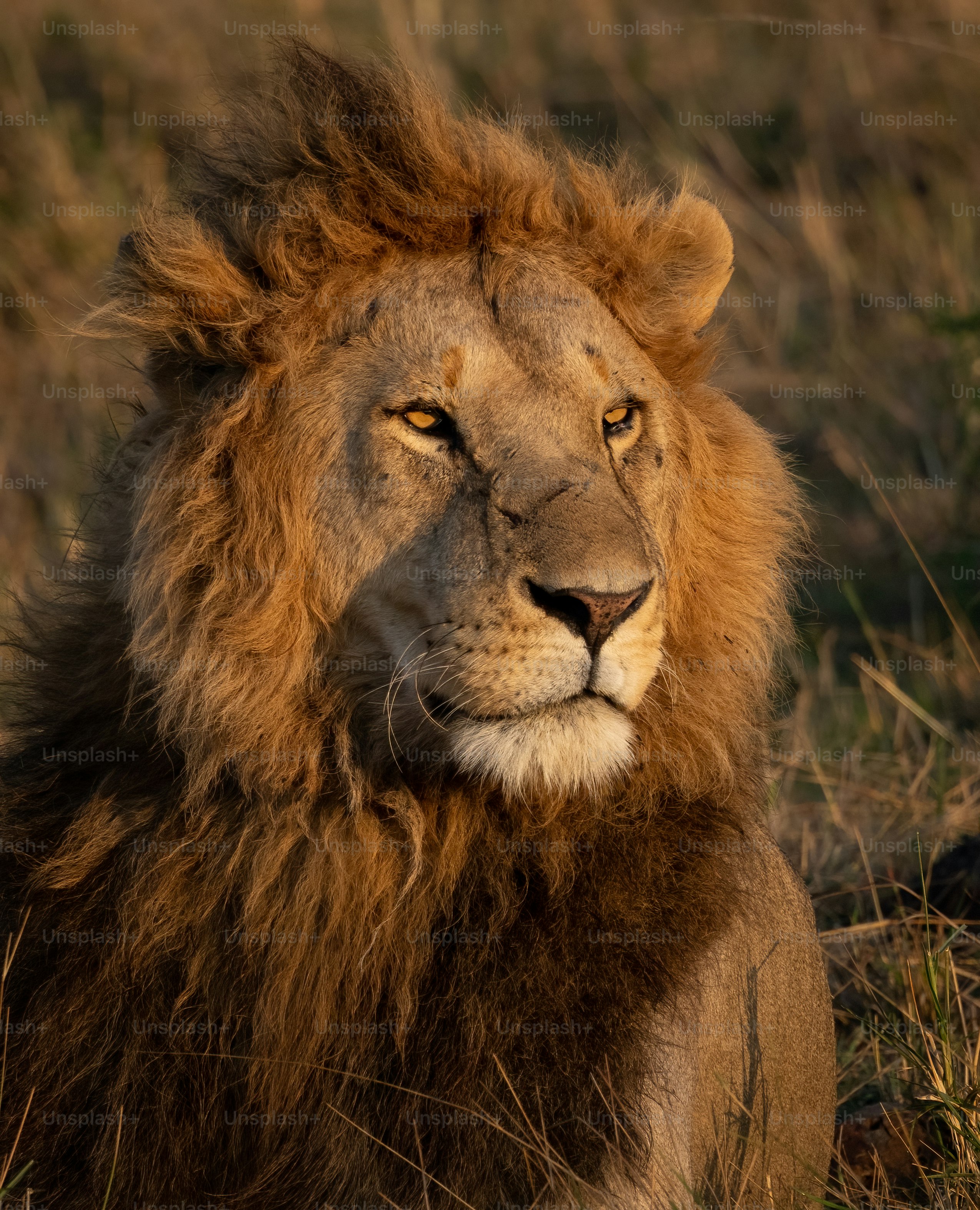 500+ Lion Face Pictures | Download Free Images &amp; Stock Photos on ...
