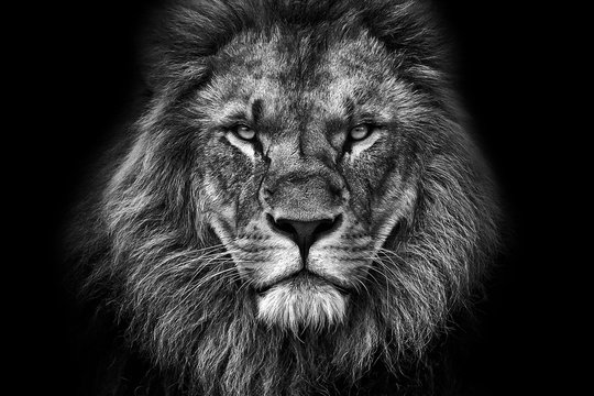 Lion Face Images – Browse 478,272 Stock Photos, Vectors, and Video ...